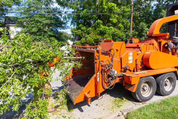 Tree Root Removal in Laurium, MI